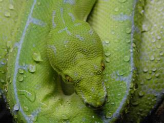 Morelia viridis, Sorong.